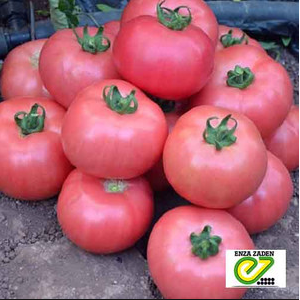 Пинк Шайн F1 - томат индетерминантный 500 семян, Enza Zaden Голландия фото, цена